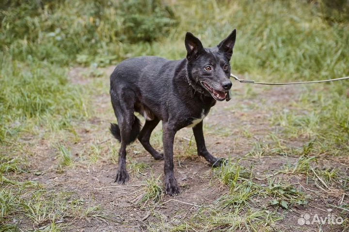 Осторожный пёс Нептун в добрые руки