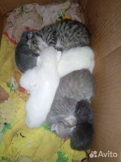 Котята от турецкой ангоры