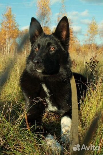 Ника ищет семью