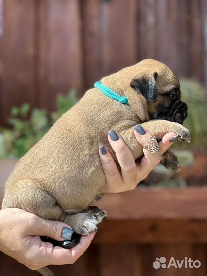 Бульмастиф