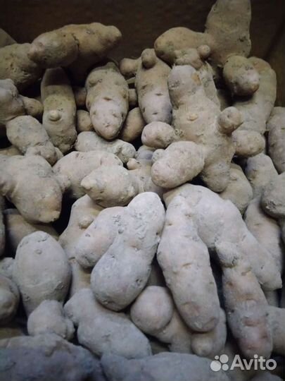 Картофель дикий Аня клубни на посадку