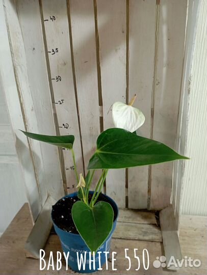 Комнатные цветы растение Антуриум Бэби Вайт