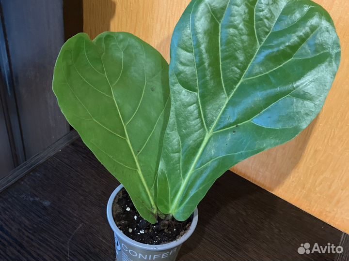 Фикус лирата колумнарис