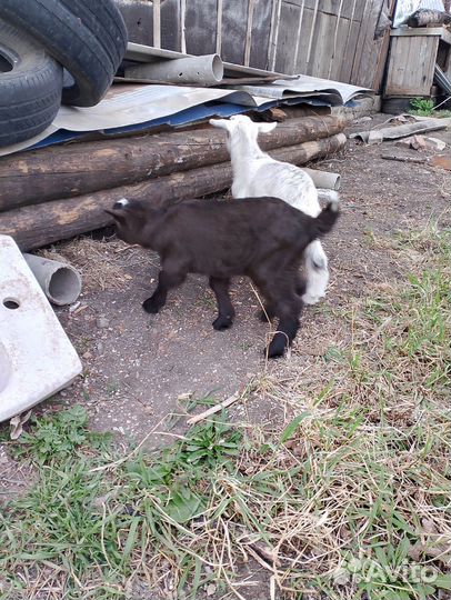 Козы козлята