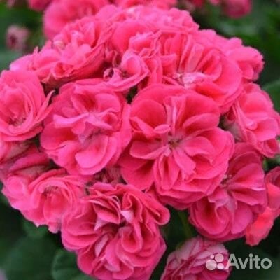 Пеларгония герань