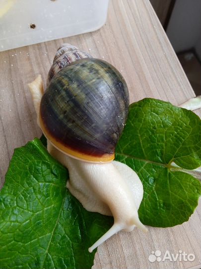 Улитята от архахатины Вентрикозы