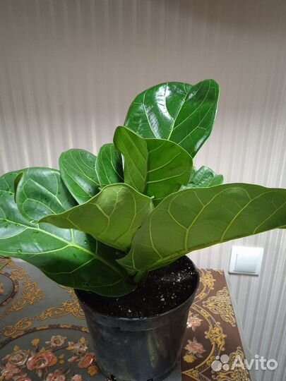 Фикус лировидный крупный лист