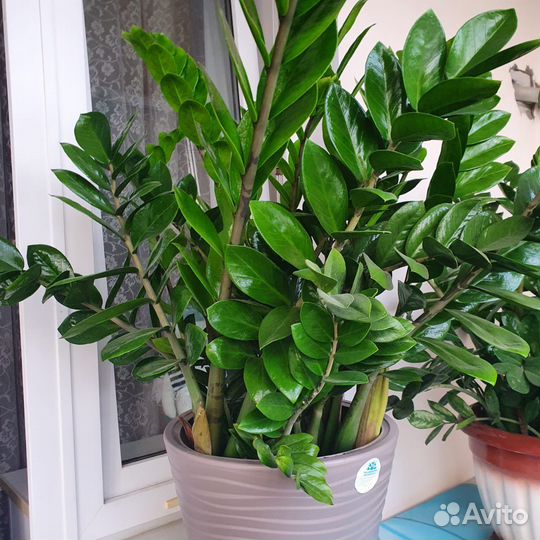 Растение замиокулькас