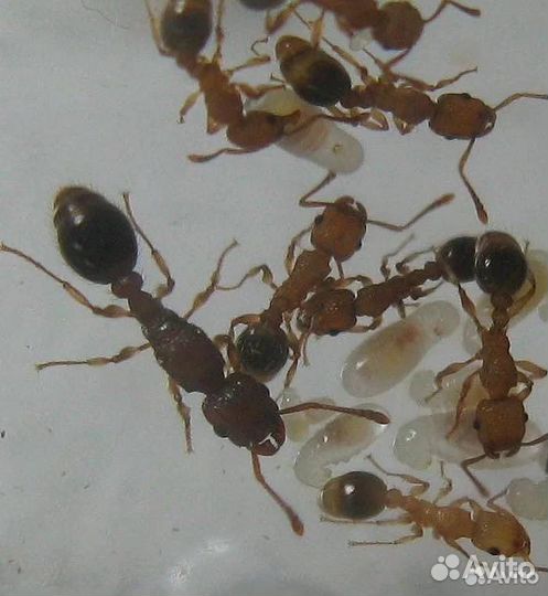 Муравьи Tetramorium bicarinatum