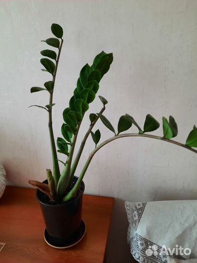 Замиокулькас