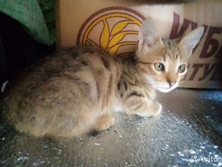 Коты бесплатно