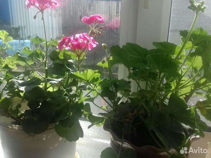 Пеларгония герань