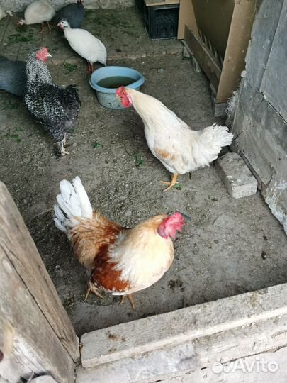 Куры молодки несушки