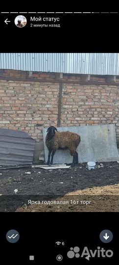 Овцы Эдельбай Гиссар