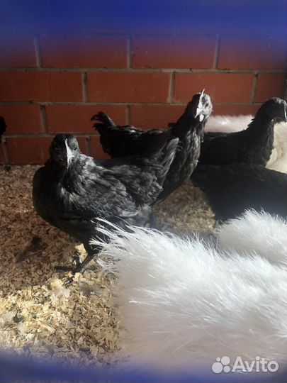 Черные куры ухейилюй