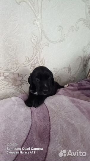 Щенок спаниэля