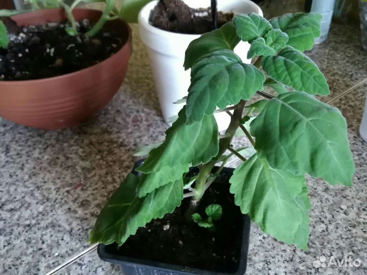 Плектрантус каудексный