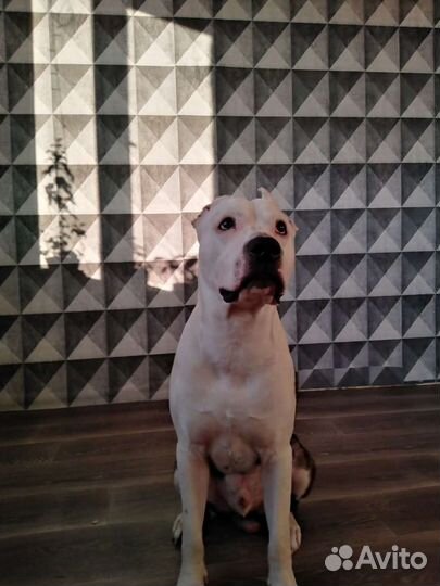 Вязка мальчик аст