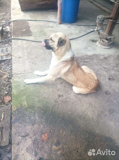 Отдам в охрану среднеазитского кабеля