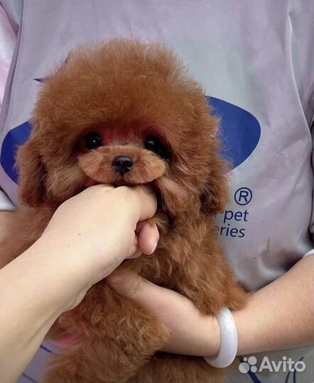 Тикап тедди пудель китай