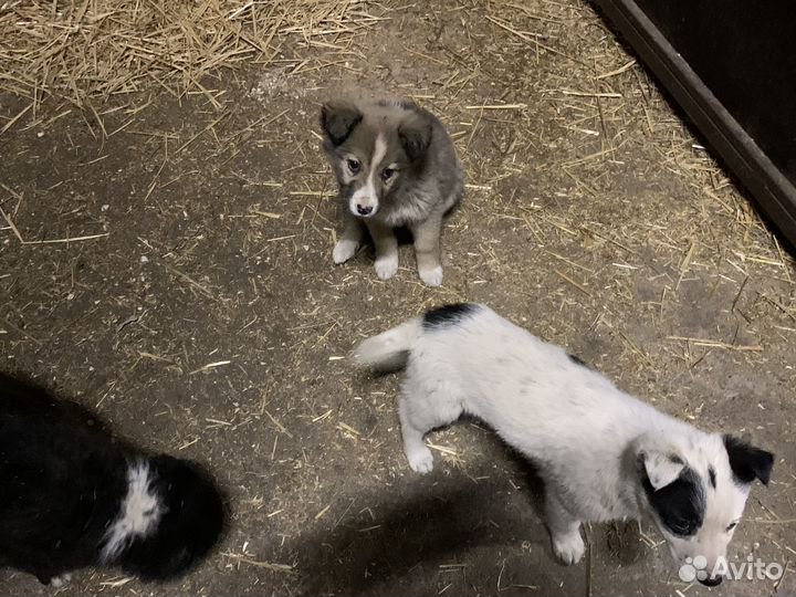 Щенята в добрые руки