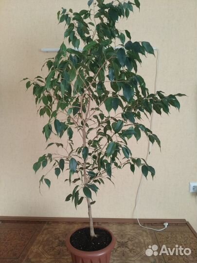 Фикус бенджамина большой