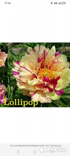 Пионы саженцы корни