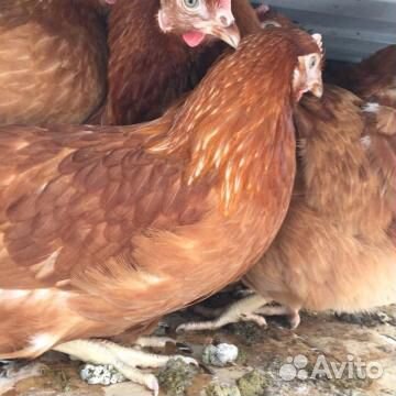 Куры Хайсекс Браун и Ломан Браун крупное яйцо