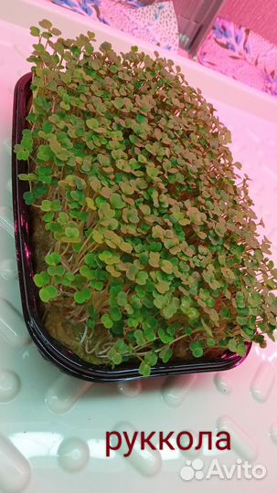 Микрозелень