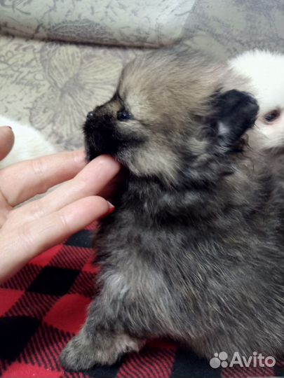 Малыши шпица