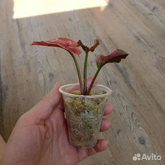 Сингониум, эпипремнум