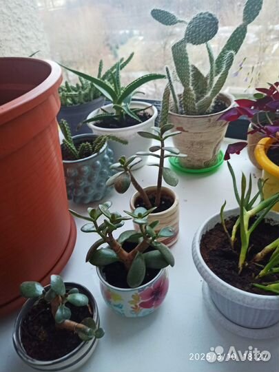 Домашние растения большие