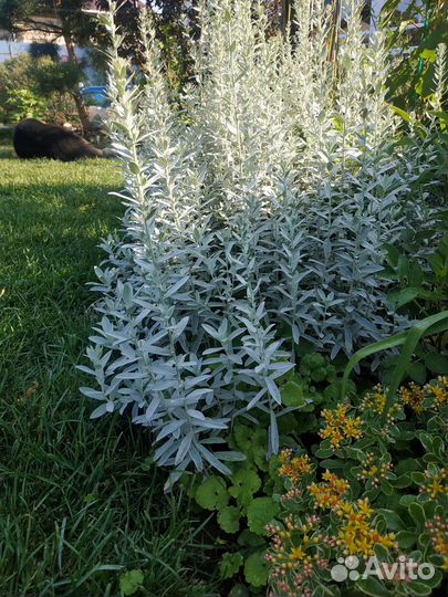 Цветы, серебристые растения: полынь, ясколка