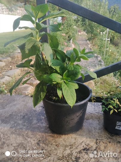 Гортензия крупнолистная саженцы