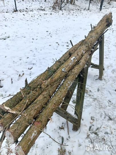 Ствол можжевельника