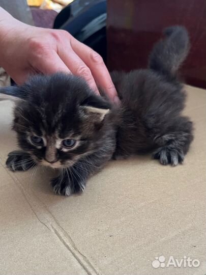 Котята Мейн кун