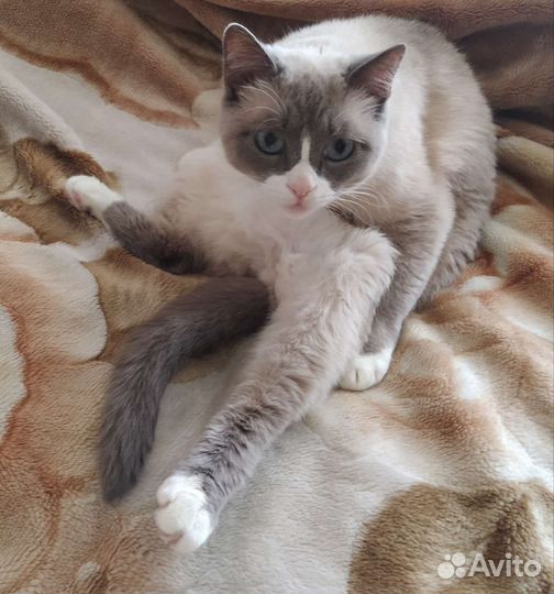 Потерялась кошка