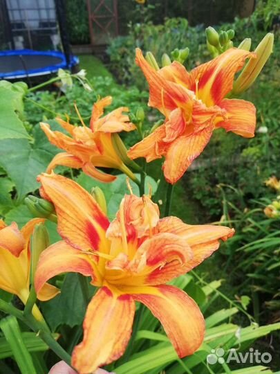 Лилейники, флоксы и другие