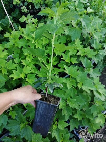 Саженцы смородины Тисель