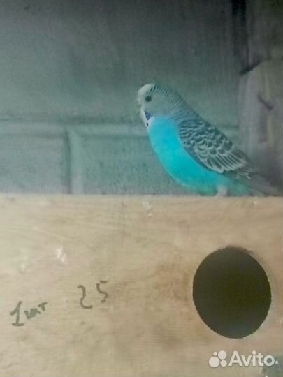Попугай кенара и канарейки