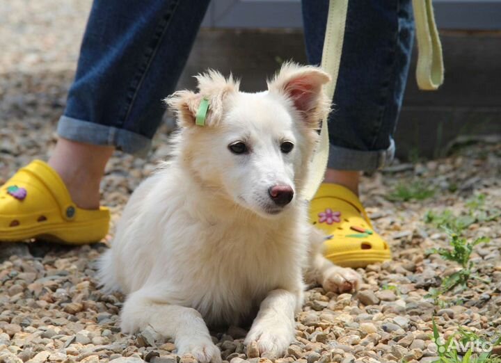 Отдам в добрые руки