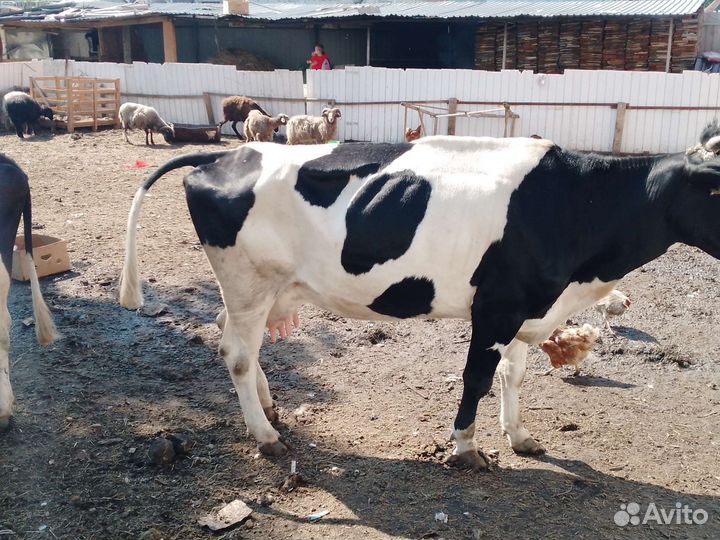 Продам коровы