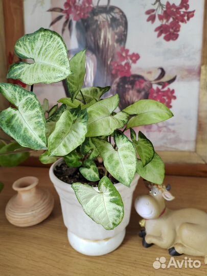 Сингониум белая бабочка