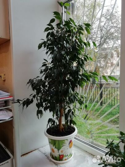 Фикус бенджамина большой