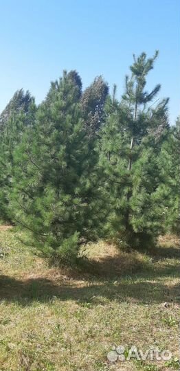 Кедр сибирский