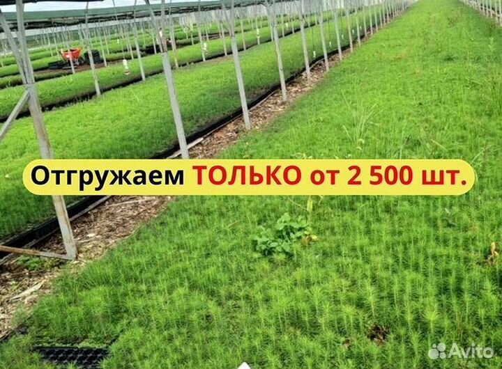 Сеянцы сосны зкс оптом