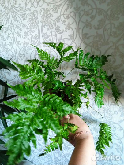 Папоротник домашний