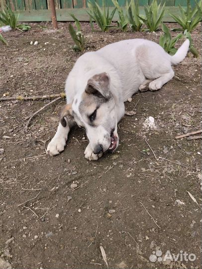 Собака в добрые руки щенок