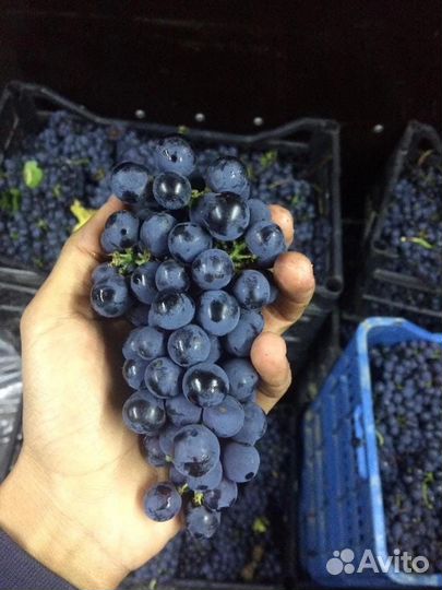 Винный виноград