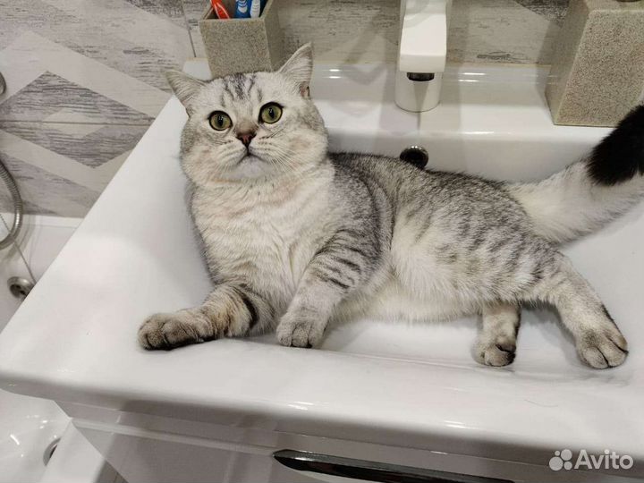 Шотландский кот вязка